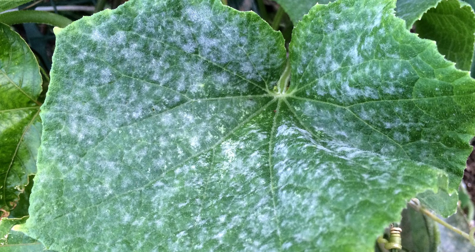 Növényvédelmi teendők – 2023. augusztus 1. hét